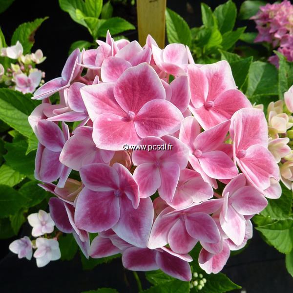 Hydrangea macrophylla Camillia