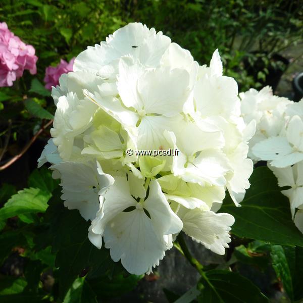 Hydrangea macrophylla Neuf