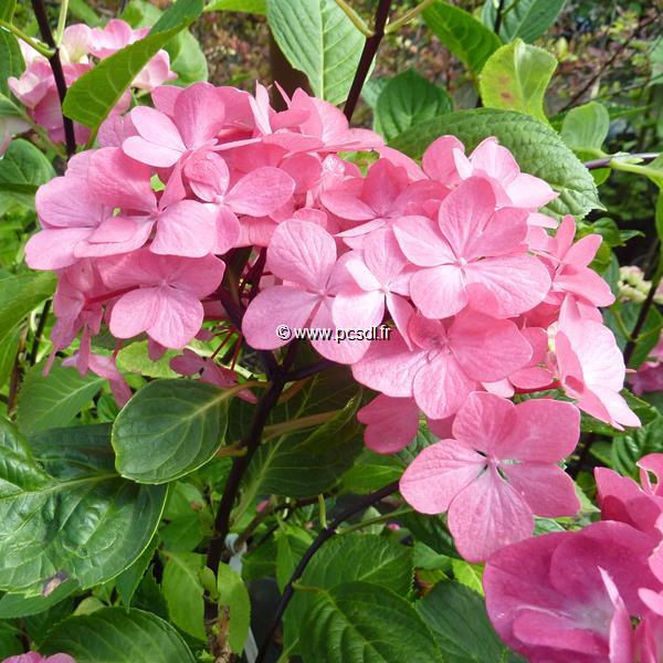Hydrangea macrophylla Oregon Pride (2)