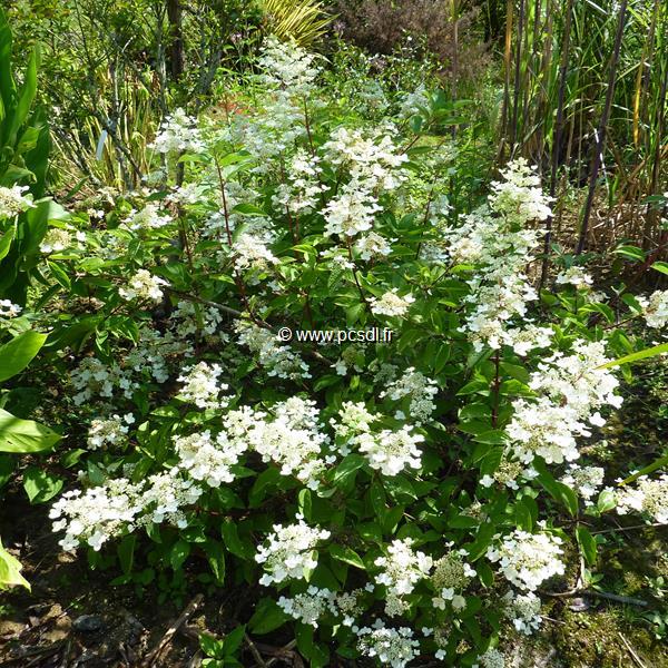 Hydrangea paniculata Wims Red