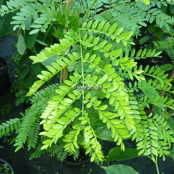 Gleditsia triacanthos inermis Sunburst (1)