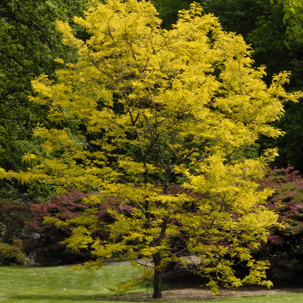 Gleditsia triacanthos inermis Sunburst