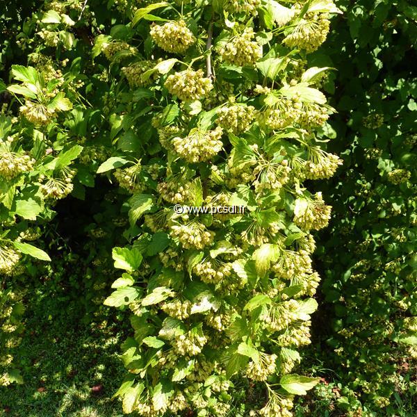 Physocarpus opulifolius Angel Gold (1)