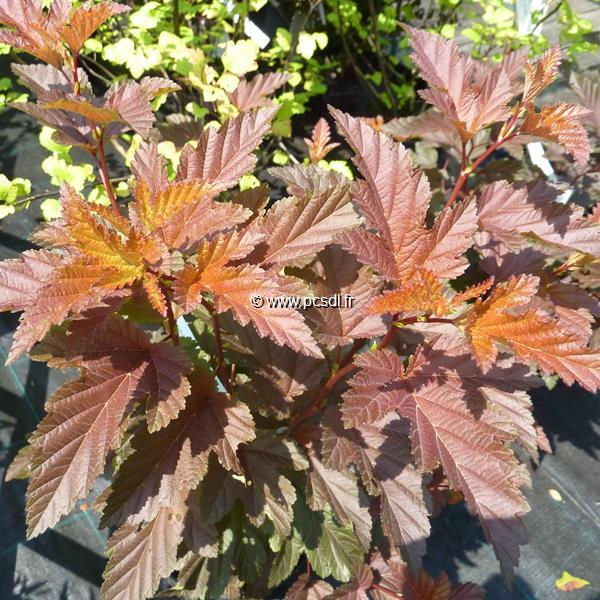 Physocarpus opulifolius Little Angel