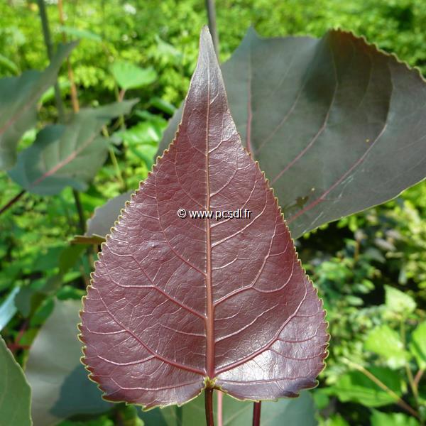 Populus deltoides Purple Tower (1)