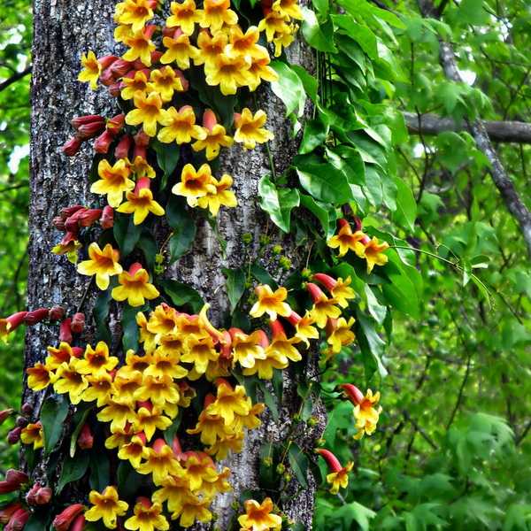 Campsis capreolata