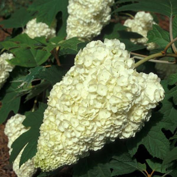Hydrangea quercifolia Harmony