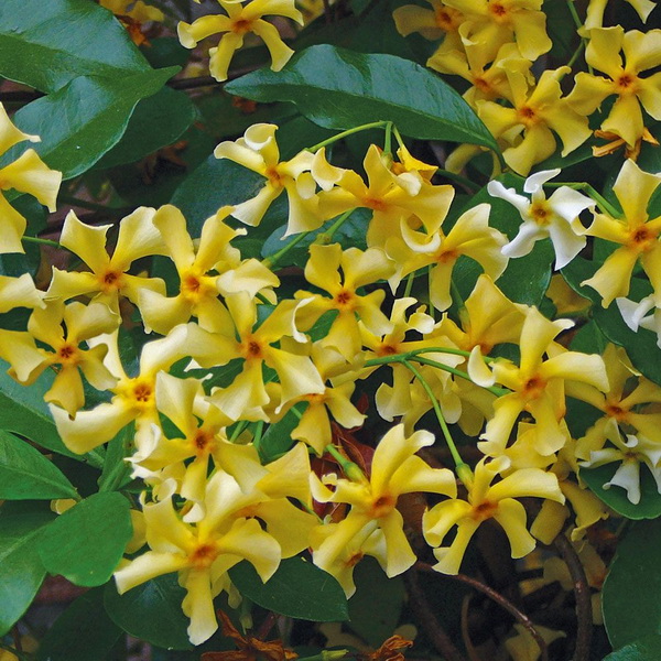 trachelospermum star of toscane