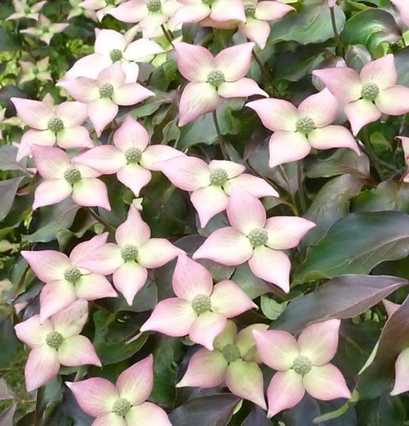 Japonais Fleurs Cornouiller Vénus ® 125-150 cm-Cornus Kousa