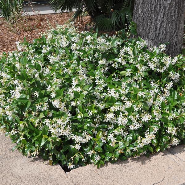 Trachelospermum jasminoides (2)