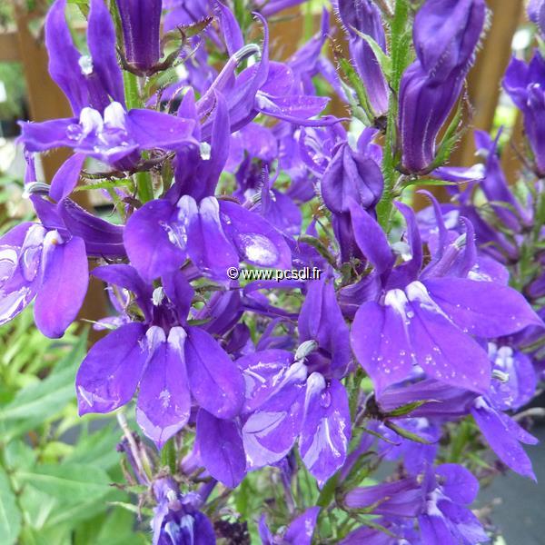 Lobelia speciosa Vedrariensis (2)