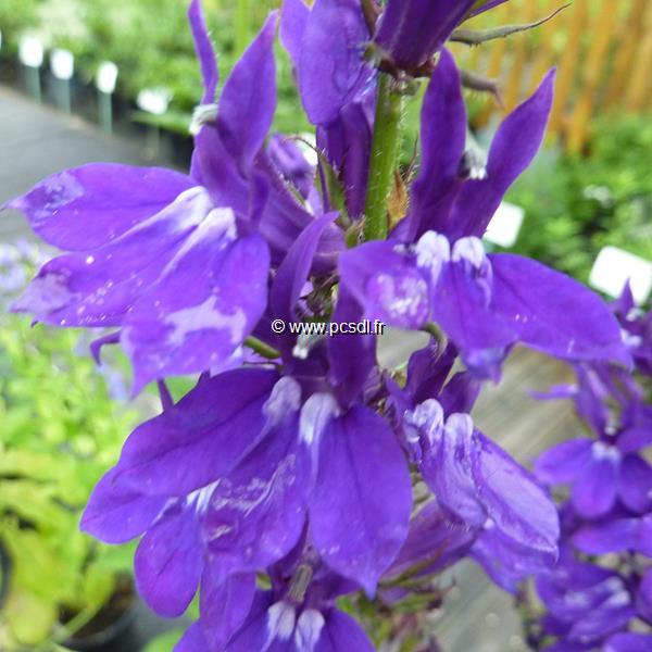 Lobelia speciosa Vedrariensis (1)