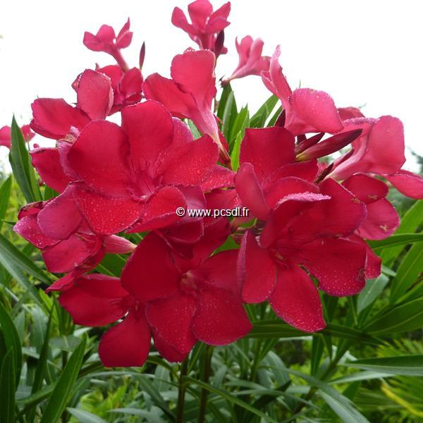 Nerium oleander Little Red