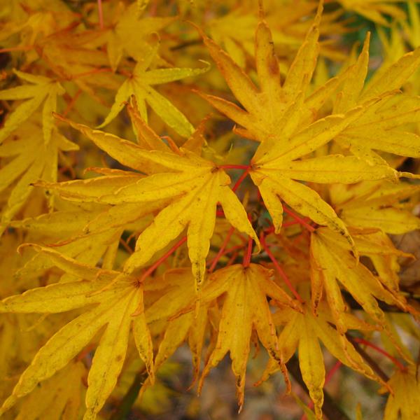 Acer palmatum Crippsii (2)