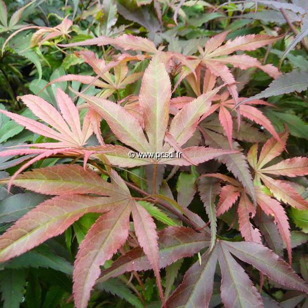 Acer palmatum Shaina (1)