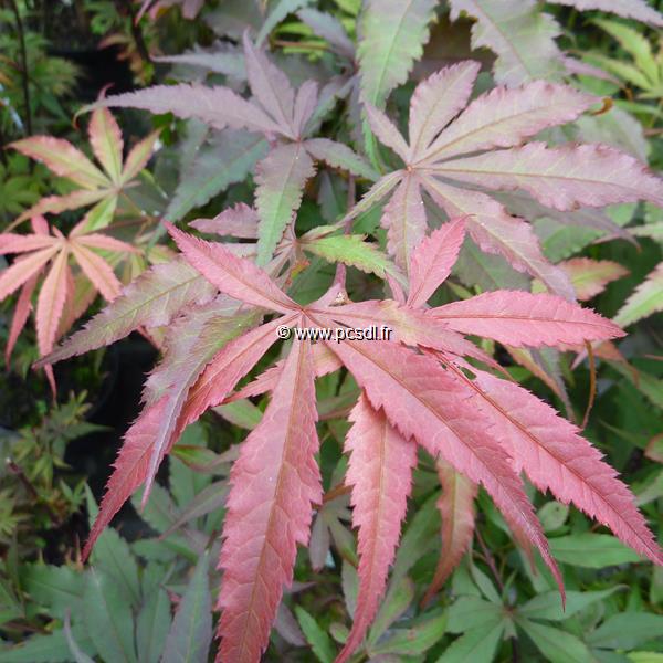 Acer palmatum Shaina (2)
