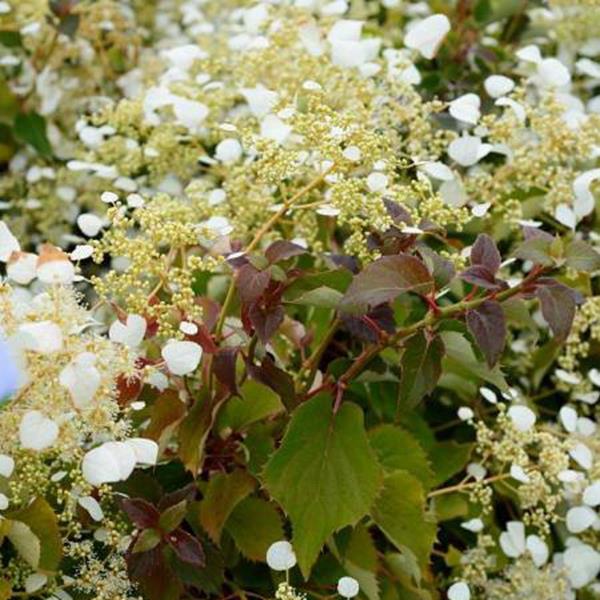 Schizophragma hydrangeoides Snow Sensation (1)