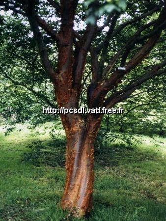 l_acer%20griseum
