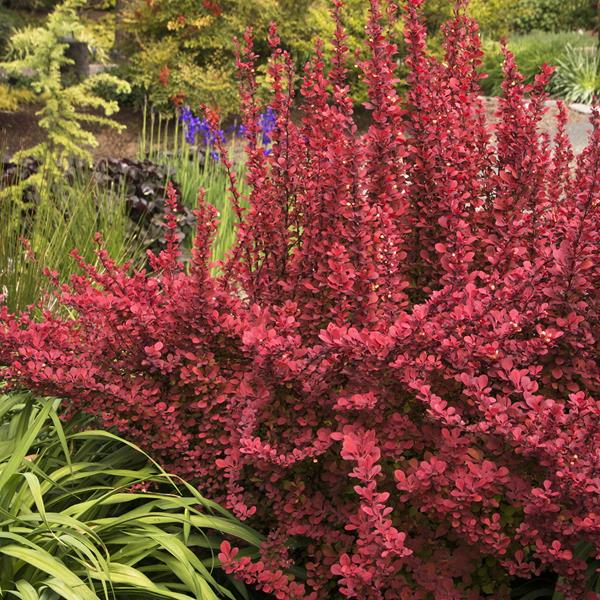 Berberis thunbergii Orange Torch (1)