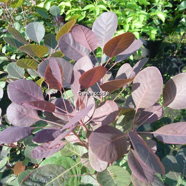 Cotinus coggygria Lilla
