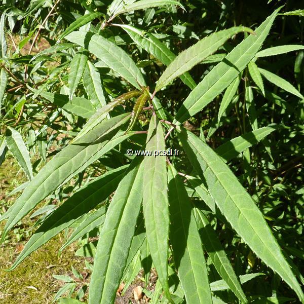 Helwingia chinensis (2)