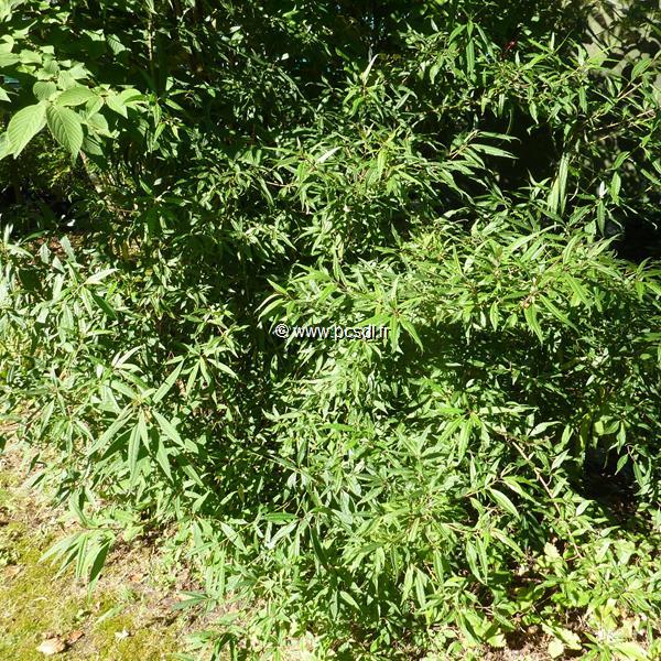 Helwingia chinensis (1)