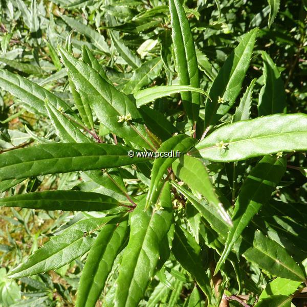 Helwingia chinensis (3)