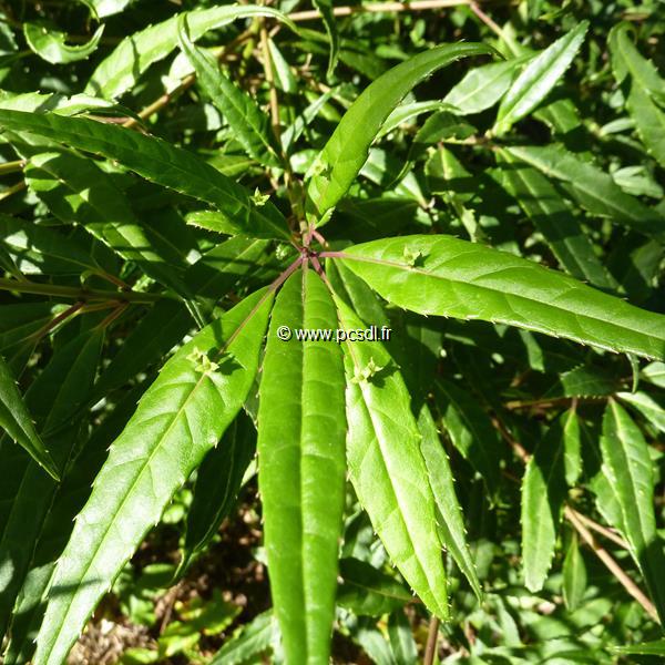 Helwingia chinensis (4)