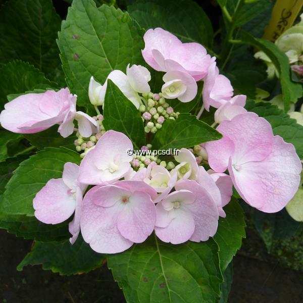 Hydrangea macrophylla Sweet Dream