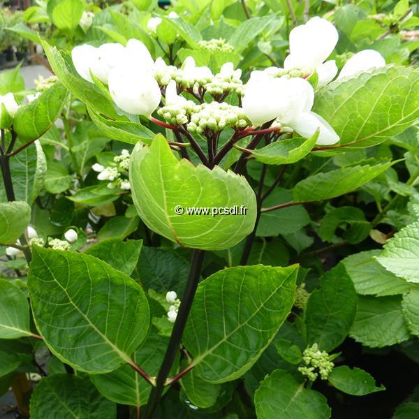 Hydrangea macrophylla Choco Chic (1)