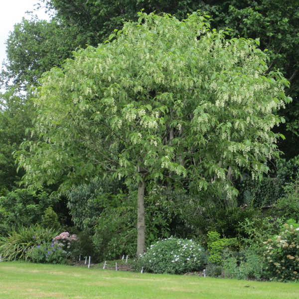 Pterostyrax hispida