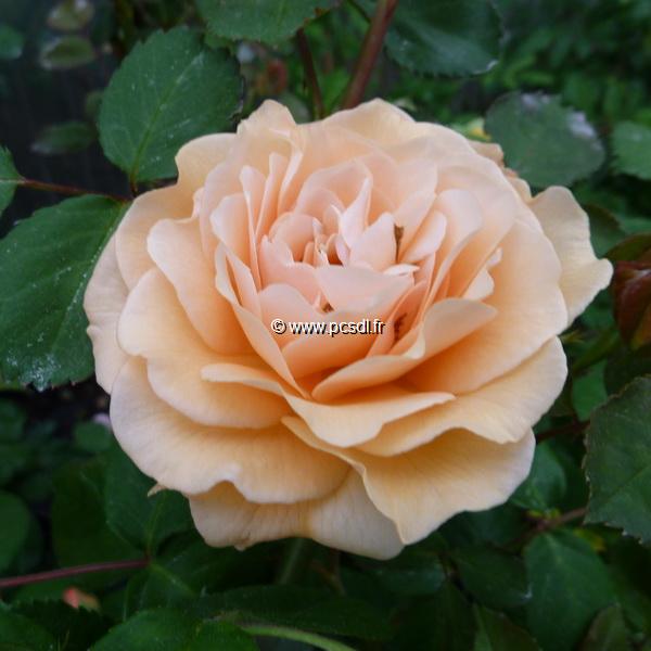 Rosa Buff Beauty (3)