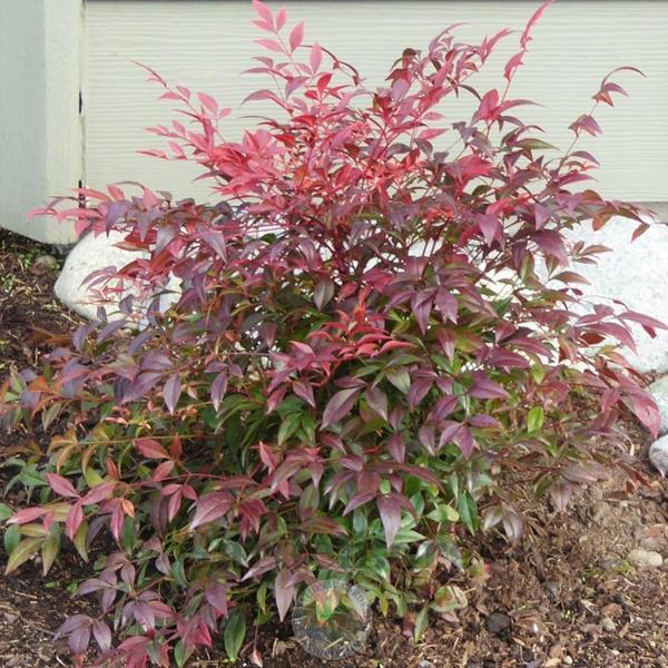 Nandina domestica Sienna Sunrise (1)
