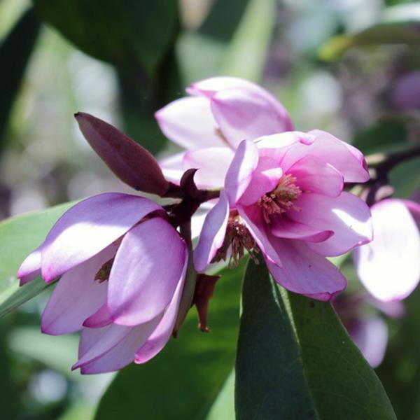 Magnolia Fairy Blush (2)