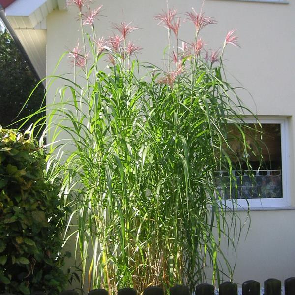 Miscanthus giganteus