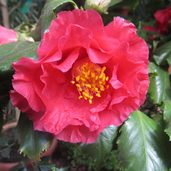 Camellia japonica Holly Bright (1)
