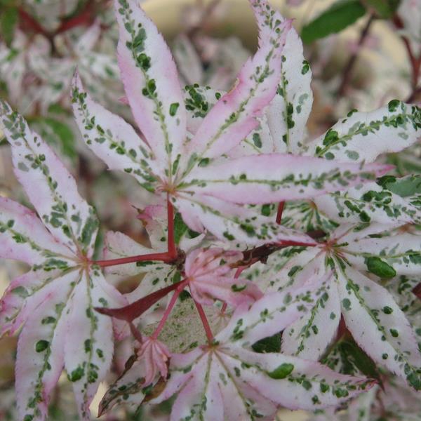 Acer palmatum Ukigumo (2)
