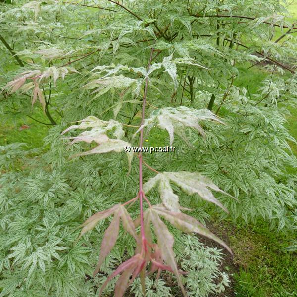 Acer palmatum Ukigumo (6)