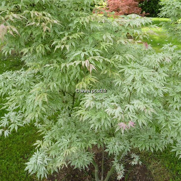 Acer palmatum Ukigumo (8)