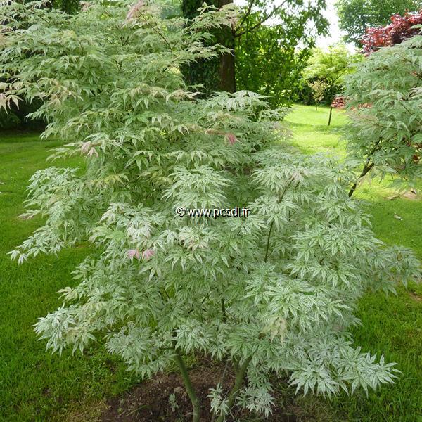 Acer palmatum Ukigumo (11)
