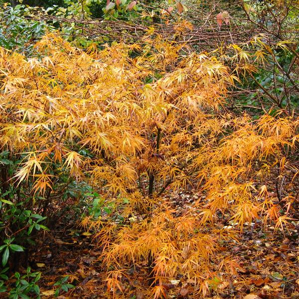 Acer palmatum Villa taranto (2)