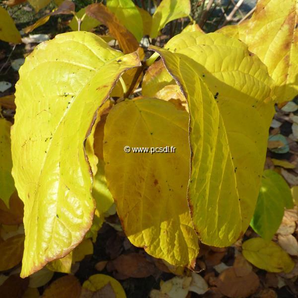 Calycanthus chinensis (3)