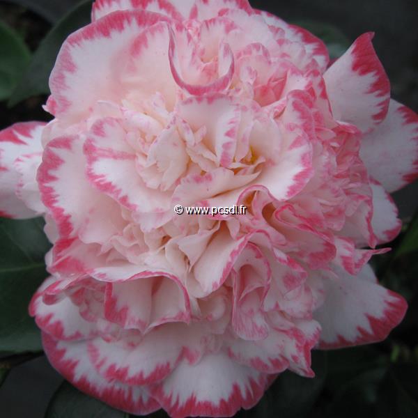 Camellia japonica Margaret Davis (5)