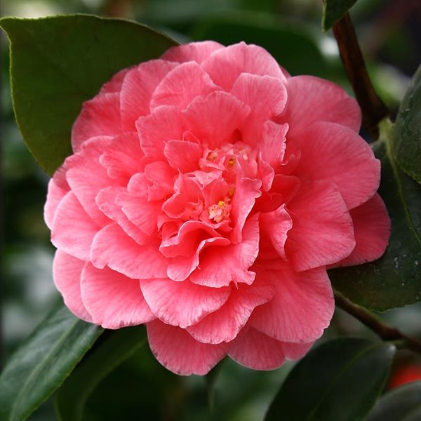 Camellia japonica Scentsation