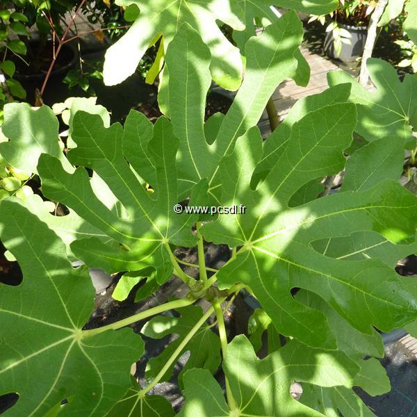 Ficus carica Goutte dOr (5)