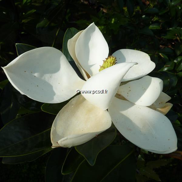 Magnolia grandiflora Little Gem (1)