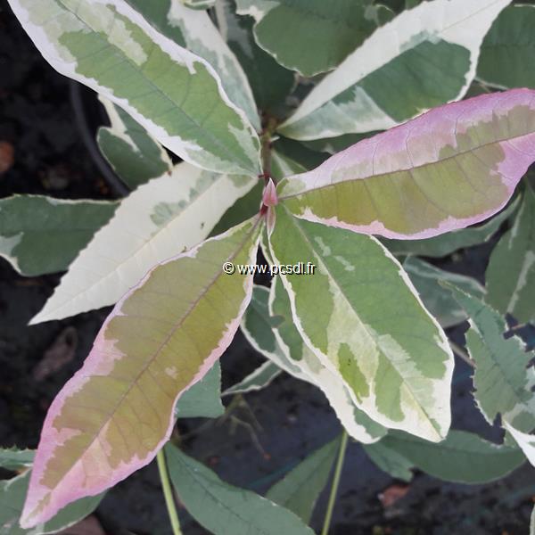 Osmanthus fortunei Variegata (1)