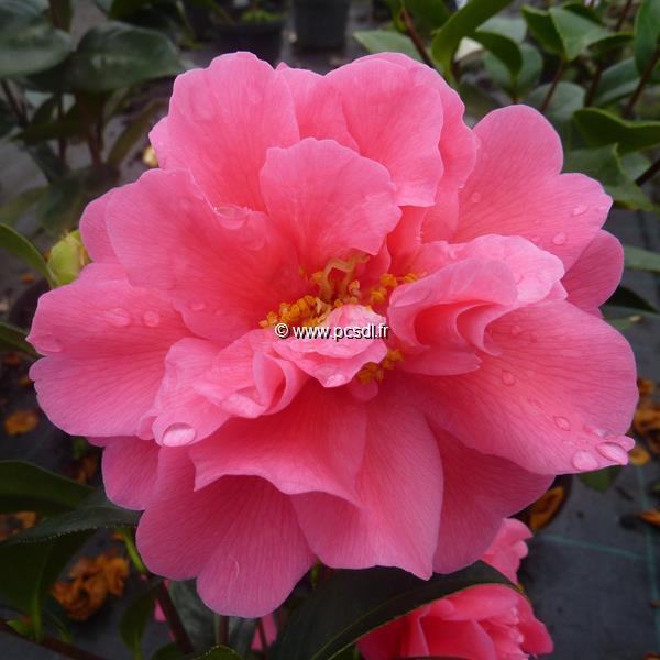 Camellia williamsii Senorita (3)
