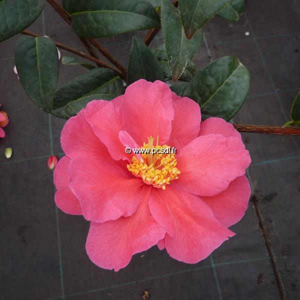 Camellia williamsii Senorita (5)