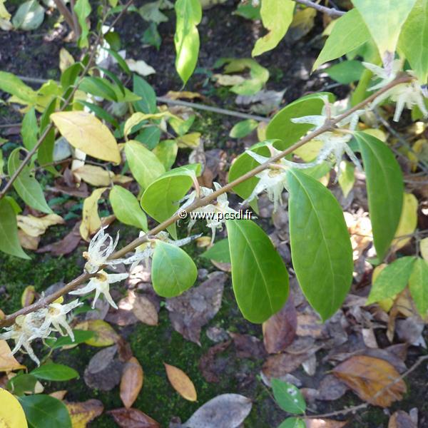 Chimonanthus nitens (1)